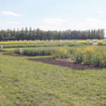 Researchers use small plots to show how different inputs, management and rotations affect different crops, but a retired oilseed specialist wonders how realistic those results are when there are so many grounds on which they could be skewed. | File photo