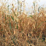 More farmers are starting to consider intercropping, such as this combination of oats and peas, but they say risk management programs aren’t designed to accommodate the practice. | File photo