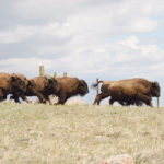The Nature Conservancy of Canada learned through a Twitter poll that the public would like new bison bulls at the Old Man on His Back Prairie and Heritage Conservation area to be named after outlaw country singers. Now the group is looking for more help choosing names. This photo captures the initial release of the first 50 bison at Old Man on His Back. | File photo