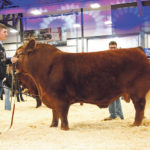 The supreme champion bull at Canadian Western Agribition was Greenwood Electric Impact ET, shown by Greenwood Limousin and Angus of Lloydminster, Sask., with Jaxon Payne at the halter. This bull was sired by the 2017 Agribition supreme champion, Canadian Impact. | Barbara Duckworth photos