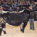 Jason Goodfellow of Notta Ranch in Neilburg, Sask., is at the halter of his world champion Speckle Park bull named Hawkeye. The bull was champion at Farmfair International and Canadian Western Agribition, which was held Nov. 25-30. | Barbara Duckworth photo