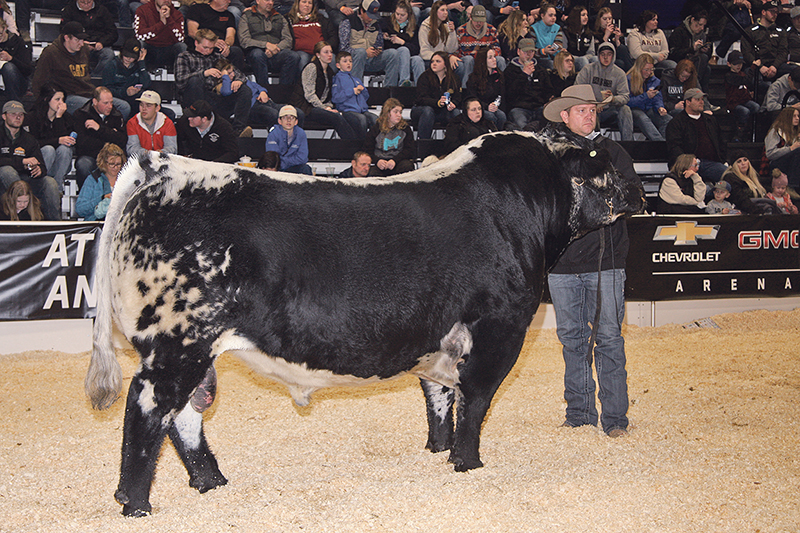 Jason Goodfellow of Notta Ranch in Neilburg, Sask., is at the halter of his world champion Speckle Park bull named Hawkeye. The bull was champion at Farmfair International and Canadian Western Agribition, which was held Nov. 25-30.  |  Barbara Duckworth photo