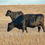 It’s fairly easy to diagnose Johne’s disease in an individual cow, but it’s harder to know what to do with the rest of the herd if the individual diagnosis is positive. | Paula Larson photo