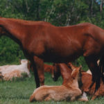 In horses, diet has been also implicated as a contributing factor. Young horses fed high carbohydrate diets and diets that are deficient in certain minerals seem to have higher rates of this disease.
| File photo