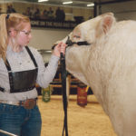 Kailey Wirsta is an active member of K-Cow Ranch, where the family raises Charolais, Polled Herefords and Angus cattle at Elk Point, Alta. Her ambition is to be a full-time rancher. | Barbara Duckworth photo
