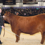 Kendra Hewson of Unity, Sask., shows the grand champion Limousin female at last month’s Canadian Western Agribition. Showing at this level has elevated the Limousin breed, which has been in Canada for 50 years. | Barbara Duckworth photo