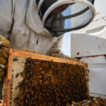 At 80.4 million pounds, production of the sweetener was down by 15.4 per cent from the previous year. | File photo