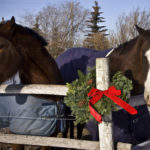 25 Christmas jokes to share with friends & family