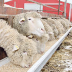 Polled Dorset sheep are one of three breeds raised on the Bieganski farm. The other two are Suffolks and Rideau Arcotts. | Robert Arnason photo