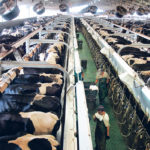 The American dairy industry is advised to brace for more tough times in the wake of bankruptcy at the country’s largest milk company. | File photo