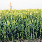 Grain corn acres increased in 2019, despite the recent setback with yields. This crop was photographed near Roblin, Man., in August. | Robin Booker photo