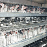 Almost all egg barns in Canada will be rebuilt within the next decade to accommodate the national code of practice mandate to eliminate conventional cages. | File photo