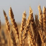 Average Canada Western Red Spring (13.5 percent) wheat prices were down by as much as C$2 per tonne in some areas, while they improved by the same amount in others, according to price quotes from a cross-section of delivery points compiled by PDQ (Price and Data Quotes). | File photo