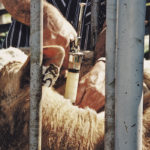 Calves should ideally receive their first clostridial shot after colostral immunity has waned, usually at about three months old. | File photo