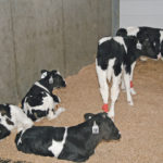Most male dairy calves are shipped before they are a week old, sometimes to other farms or through auction marts or assembly yards. | File photo