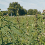 Health Canada had issued 819 licenses to grow hemp as of Sept. 30, up from 542 in 2018. | File photo