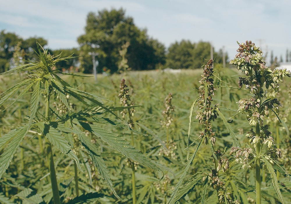Health Canada had issued 819 licenses to grow hemp as of Sept. 30, up from 542 in 2018.  |  File photo