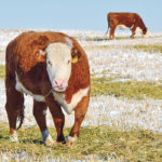 The findings are important because scientists can now begin to target the supply of hydrogen to methanogens to reduce animal methane emissions. | Mickey Watkins photo