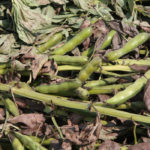 Until now, demand has been limited for Canadian fababeans in the human consumption market and as an ingredient in hog rations.
| File photo
