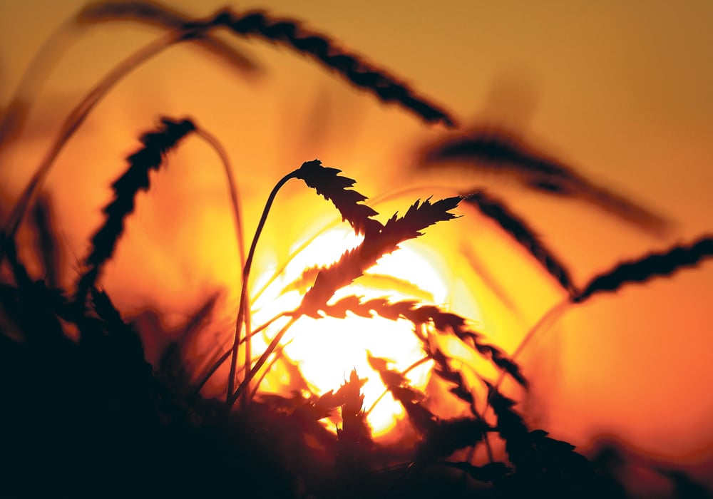 Russia has become a major force in global wheat markets, capturing almost 21 percent of the wheat market in the latest three years and exporting on average about 37 million tonnes.  |  REUTERS/Ilya Naymushin photo