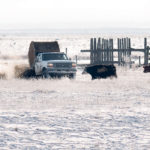 The Canadian cow herd remains at its lowest level in 30 years. | Mike Sturk photo