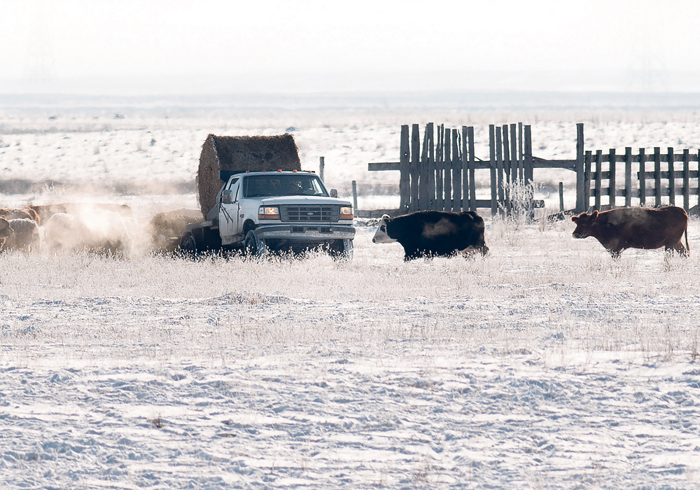 The Canadian cow herd remains at its lowest level in 30 years.  |  Mike Sturk photo