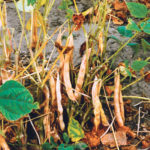Twenty percent of Manitoba’s dry bean crop went unharvested this fall, and there were problems with what did come off the fields. | File photo