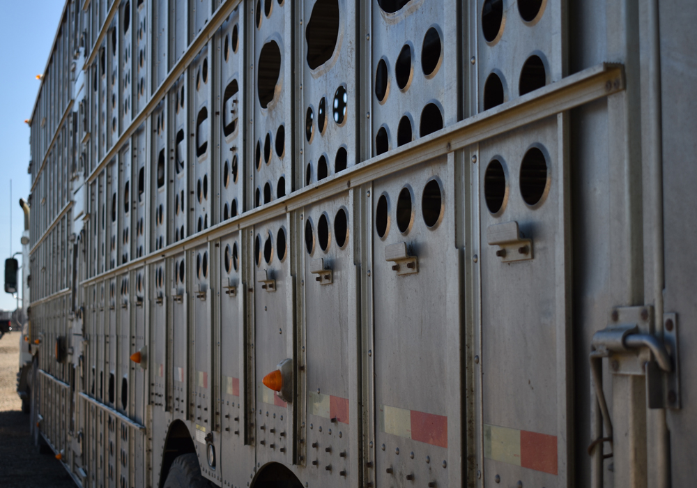 Federal Agriculture Minister Marie-Claude Bibeau told cattle producers Dec. 11 that they’ll have a transition period before the Canadian Food Inspection Agency institutes hard enforcement that would include fines and penalties for non-compliance.  | File photo