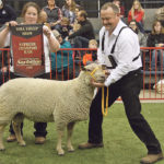 Isabelle and Gavin Nicol, with Sandy Hill 102F, the supreme ram at the Canadian Western Agribition sheep show. The Charollais ram was also the high-seller in the sale. | Karen Briere photo