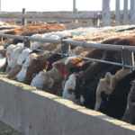 Western Canadian feed grain markets are showing some stability heading into the New Year, as buyers have generally booked coverage over the holiday season. | File photo