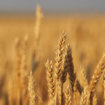 Average Canada Western Red Spring (13.5 percent) wheat prices were up by C$5 to C$7.50 per tonne, according to price quotes from a cross-section of delivery points compiled by PDQ (Price and Data Quotes). Average prices ranged from about C$220 per tonne in northeastern Saskatchewan to as high as C$238.50 per tonne in southern Alberta. | File photo
