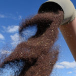 Projected canola ending stocks for 2019/20 were lowered to 3.500 million tonnes by Agriculture Canada, which compares with the November estimate of 4.700 million and the 2018/19 level of 4.094 million tonnes. | File photo