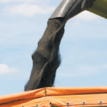 Four months into the 2019/20 marketing year, which began Aug. 1, more than 3.3 million tonnes of canola have been crushed, according to the report released Dec. 19. That's a jump of 8.5 per cent when compared to this time the previous marketing year. | File photo