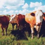 By maximizing forage yield through grazing management, producers get more pounds of beef per acre. | File photo