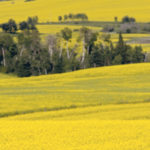 Sustainable production of 52 bushels per acre of canola will require an increase in efficiency in just a few years to meet the Canola Council of Canada’s 2025 production goals. | File photo