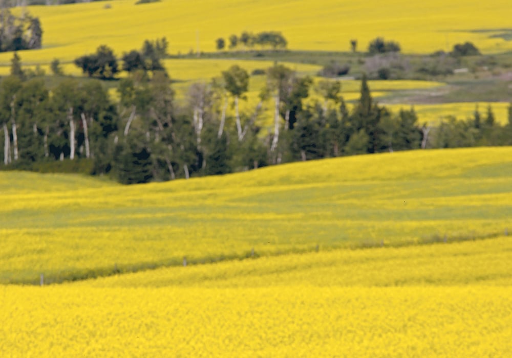 Sustainable production of 52 bushels per acre of canola will require an increase in efficiency in just a few years to meet the Canola Council of Canada’s 2025 production goals.  |  File photo