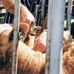 The challenge of reducing the use of antimicrobials in livestock is to balance that with the need to maintain animal health and welfare. | File photo