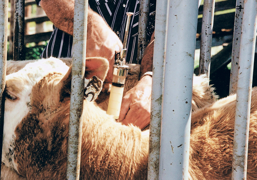 The challenge of reducing the use of antimicrobials in livestock is to balance that with the need to maintain animal health and welfare.  |  File photo