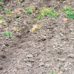 Regenerative agriculture practices include minimal soil disturbance, keeping soil covered and integrating livestock to improve watersheds, enhance biodiversity and improve the soil. | File photo