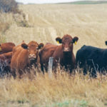 McDonald’s verified sustainable beef pilot project is a clear example of how different stakeholders in the beef supply chain can work together toward a common goal. | File photo