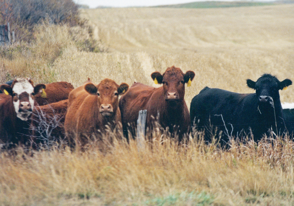 McDonald’s verified sustainable beef pilot project is a clear example of how different stakeholders in the beef supply chain can work together toward a common goal.  |  File photo