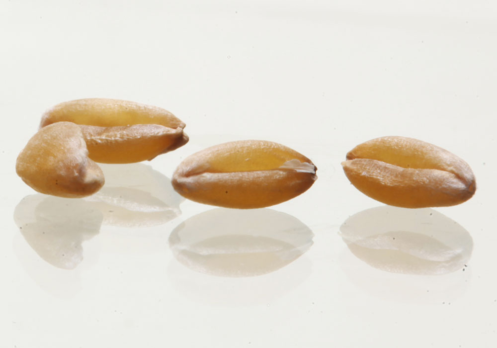 Wheat prices globally have shown solid responses to an overall rising agricultural commodity market.  |  Michael Raine photo