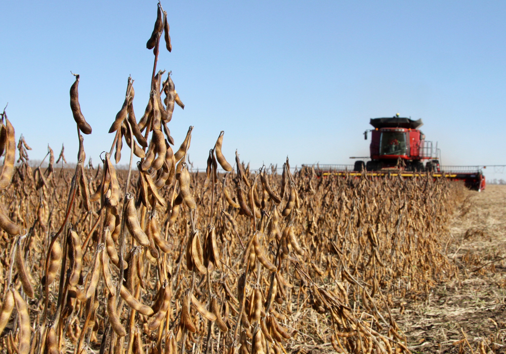 China plans to issue biosafety certificates to domestic GM soybean, corn