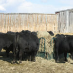Despite all we know, debate still exists as to whether BRD is actually a communicable disease. Do calves spread disease within the group from one animal to another? This seems like a fairly fundamental question, but the research has not been definitive.
| File photo