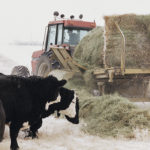 Animal inventory based on their weight can come up with a true requirement for feed, but producers often don’t know the real weight of their animals. | File photo