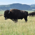 Parks Canada identified bison diseases as an area to work on after concerns about the future of Wood Buffalo National Park’s status as a UNESCO Heritage Site. The department wanted to look at cumulative impacts on the park, and brucellosis and TB in bison were targeted for more research. | File photo