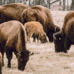 A parentage test based on measurements of genetic variation in Canadian bison should be available in the next year at a cost of about $25. | Randy Vanderveen photo