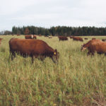 The Nappan Research Centre studies livestock management and forage. A herd of about 100 British type cows are maintained on the farm. Here they are grazing a crop mixture in mid November. | Barbara Duckworth photo