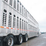 Although two more years of study will provide more information on whether rest periods benefit cattle in transport, early results call into question the requirement for rest stops in long-haul travel that are mandated in Canada’s new livestock transportation rules that are scheduled to go into effect Feb. 20.
| File photo