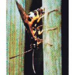 Wheat stem sawflies damage wheat by penetrating the stem to lay their eggs. | File photo